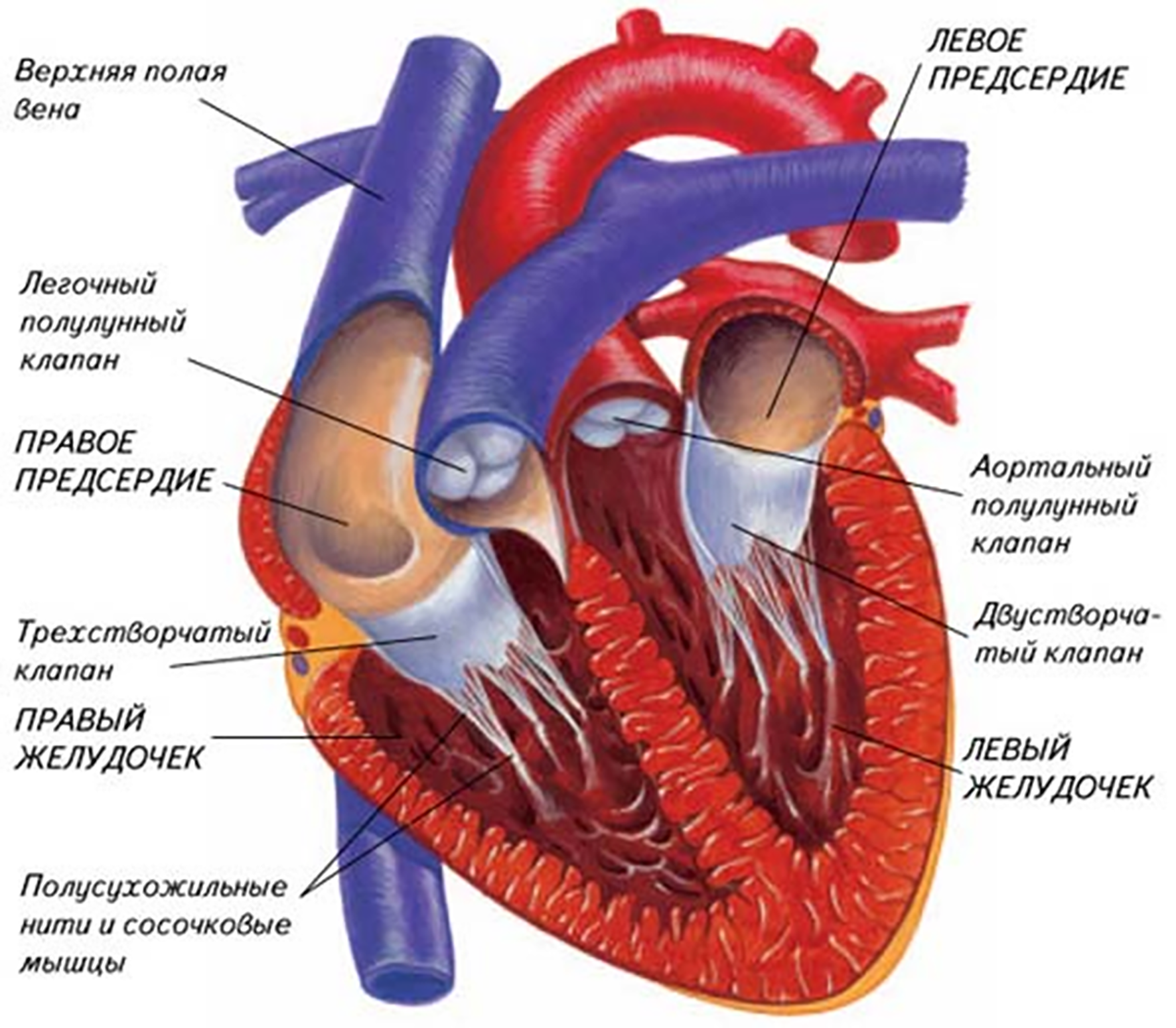 Строение сердца человека анатомия в разрезе