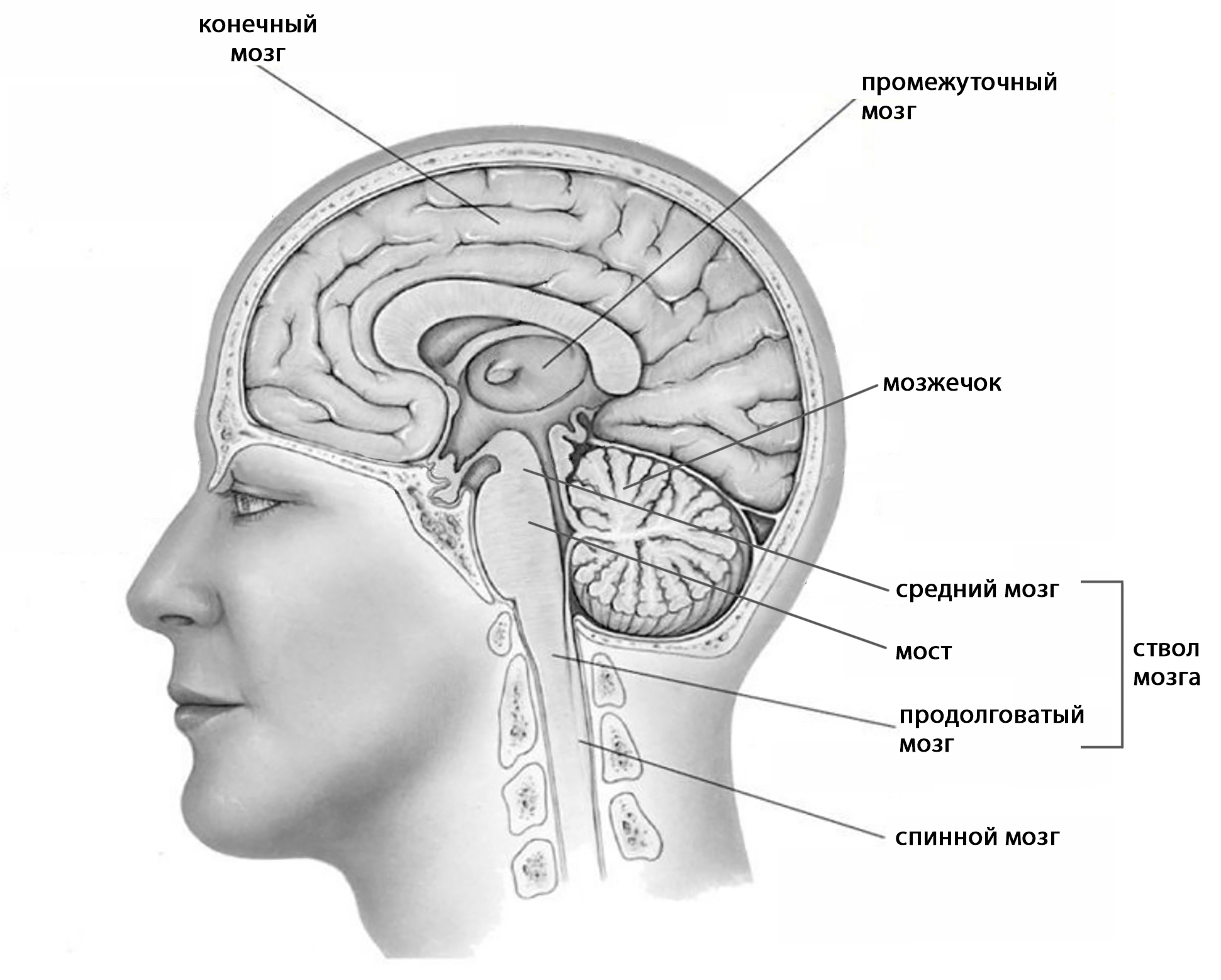 Средний и промежуточный мозг строение. Средний и промежуточный мозг. Границы промежуточного мозга. Средний мозг строение. Продолговатый задний средний промежуточный конечный мозг.