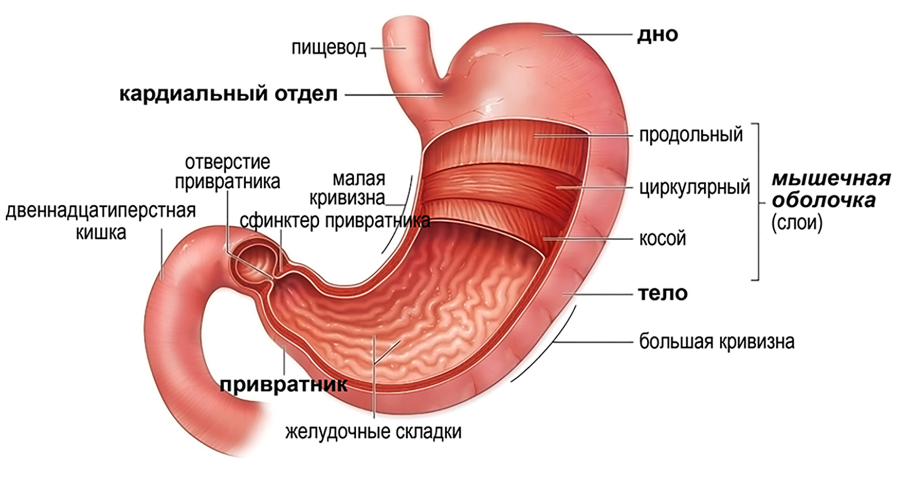 Строение желудка человека анатомия