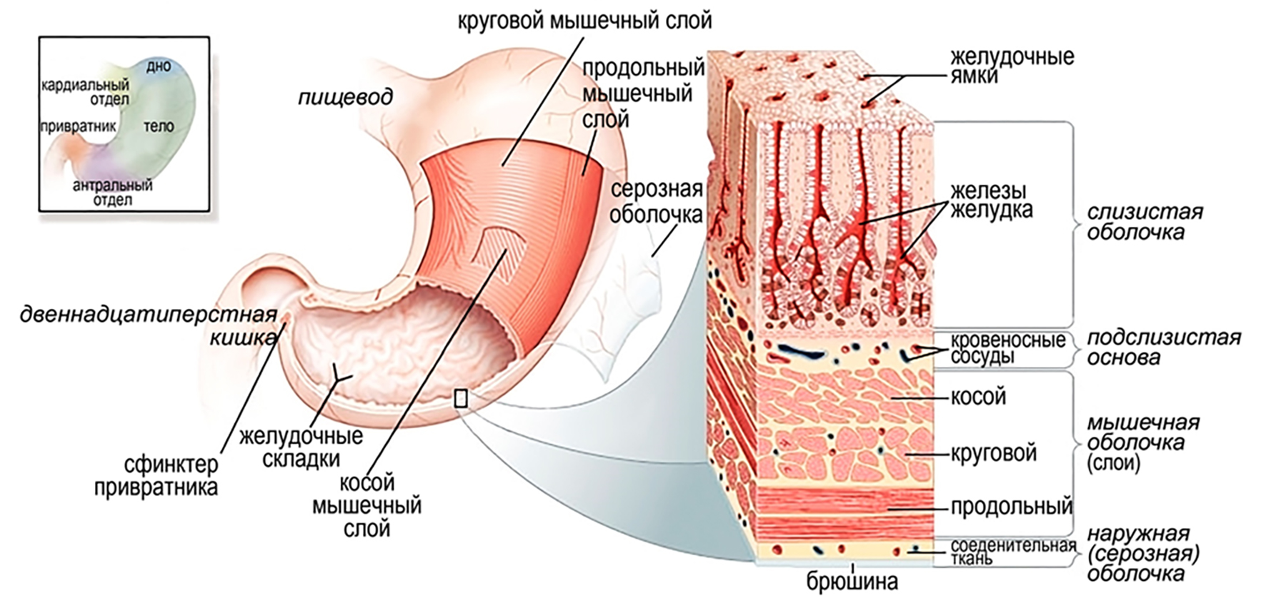 Слизистая желудка вырабатывает. Структура слизистой оболочки желудка. Строение стенки ЖКТ анатомия. Строение стенки образования слизистой оболочки.