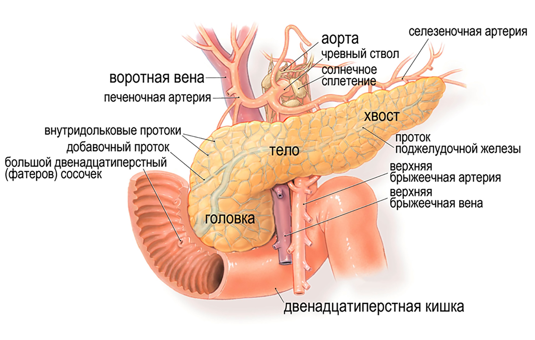 Причины боли поджелудочной железы лечение. Строение поджелудочной железы анатомия. Tuber omentale поджелудочной железы. Строение 12 перстной кишки поджелудочная. Поджелудочная железа анатомия ЖКТ.