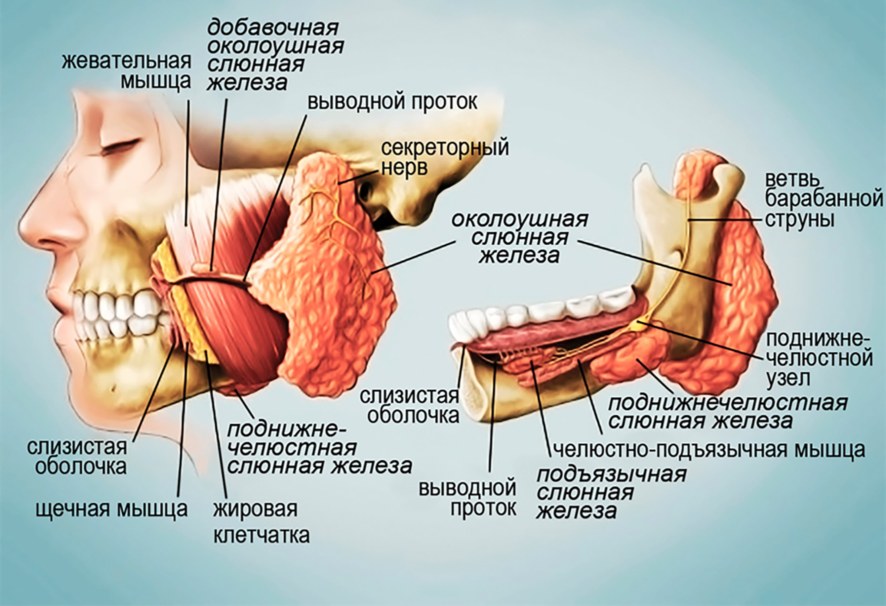 Строение околоушной железы. Протоки подчелюстной железы. Мелкие слюнные железы расположение. Слюнные железы анатомия. Слюнные железы строение анатомия.