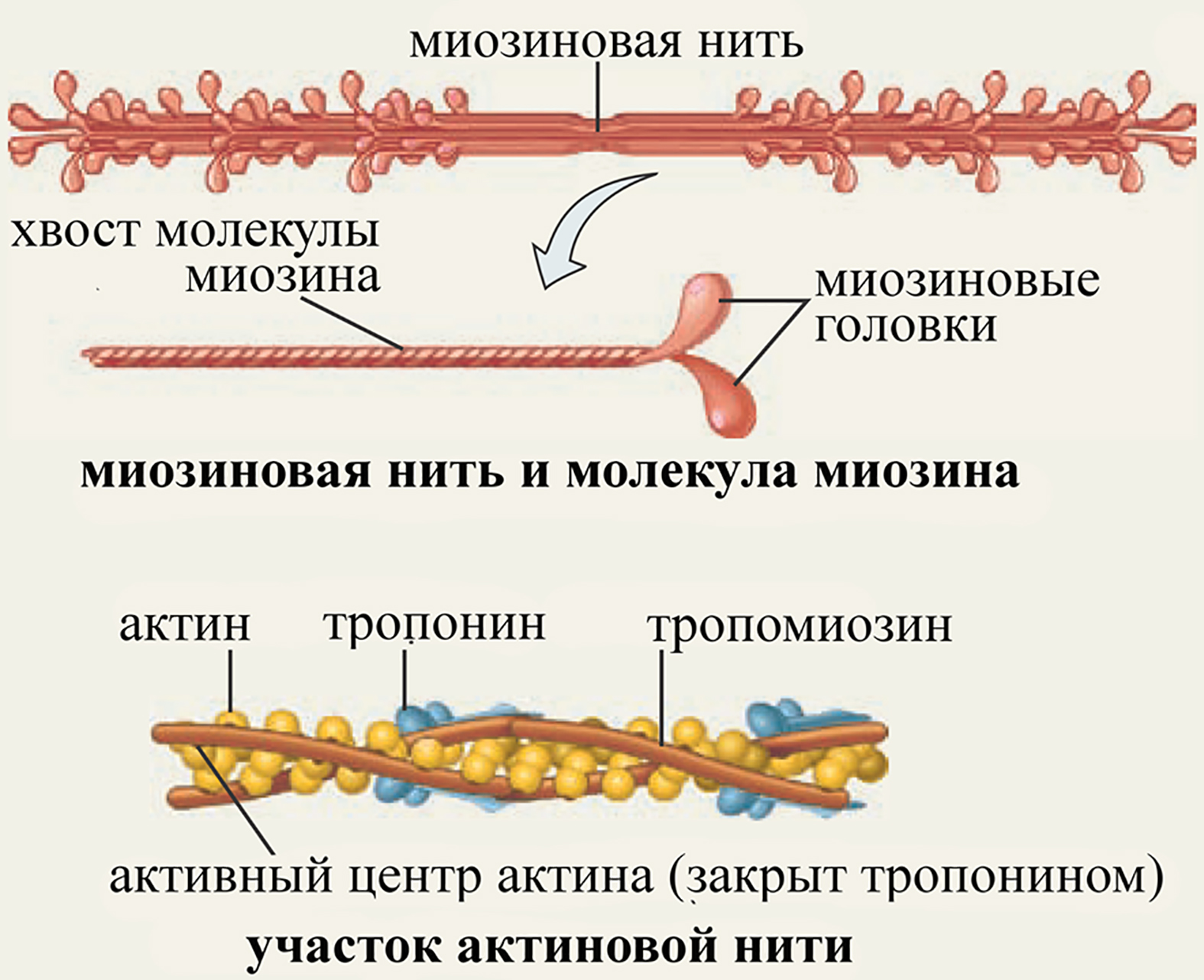 Нити актина. Актин миозиновый комплекс. Механизм мышечного сокращения. Строение актина. Механизм мышечного сокращения физиология.
